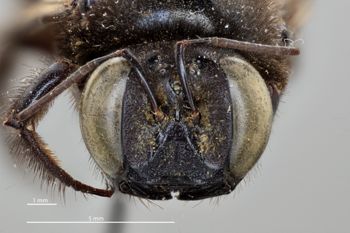 Media type: image;   Entomology 810668 Aspect: head frontal view